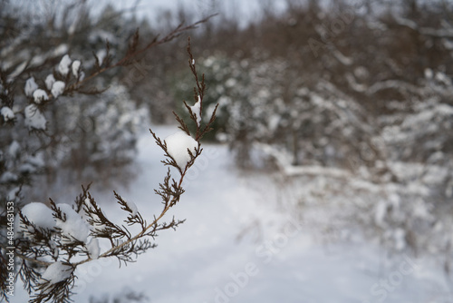 snow covered tree branch with snowfall background and copy space