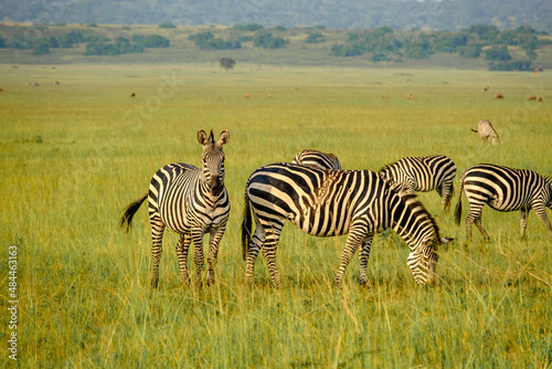 Zebras in Kilala plain in Akagera National Park  Rwanda
