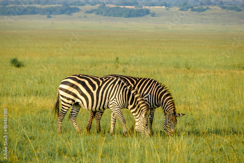 Zebras grazing in Kilala plain in Akagera National Park  Rwanda
