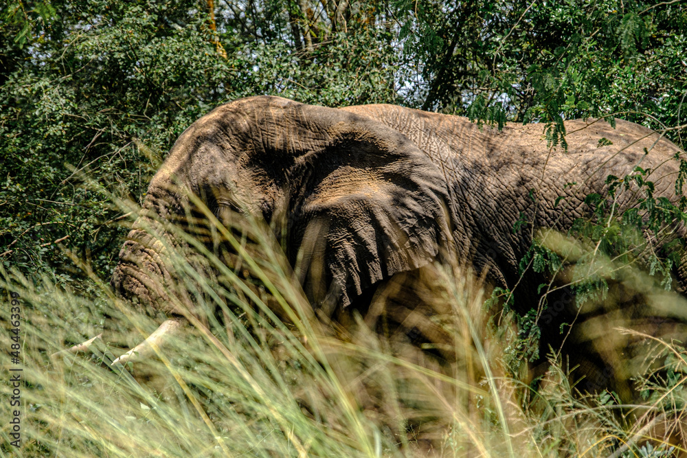 Naklejka premium Elephant grazing in the bushes in Akagera National Park, Rwanda