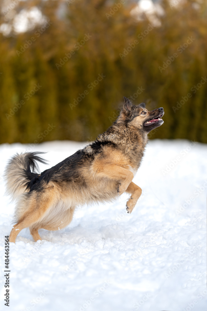 Fluffy mongrel jumping while playing ball in the snow