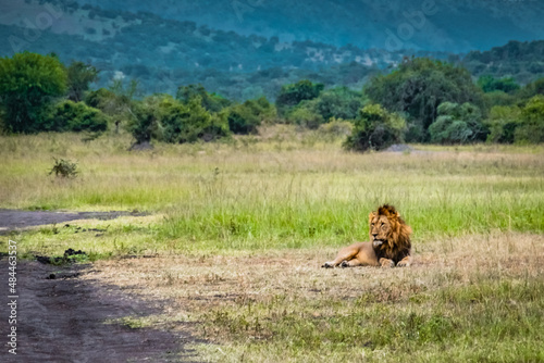 Lion resting in Mohana plain in Akagera National Park, Rwanda photo
