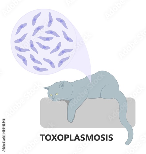 Toxoplasmosis cyst Fecal life cycle cat retina eye hiv aids mother child retina pet women animal faece poop fetal birth defect T. gondii poo meat pork virus fungi