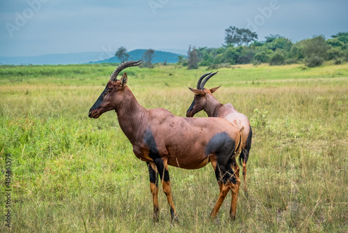 Topis in Akagera National Park, Rwanda photo