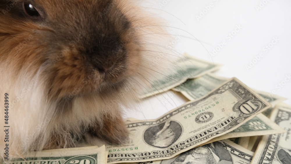 Fototapeta premium Fluffy rabbit sits on dollars