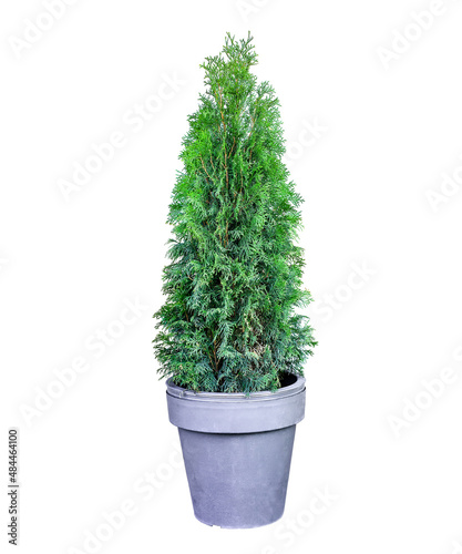 Trimmed thuja growing in large plastic pot isolated on white background. Big potted green thuya cutout