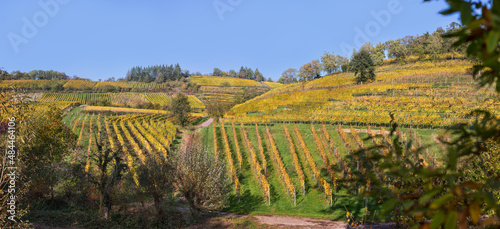 Weinlage "Kastanienbusch" im Herbst, Südliche Weinstrasse, Germany