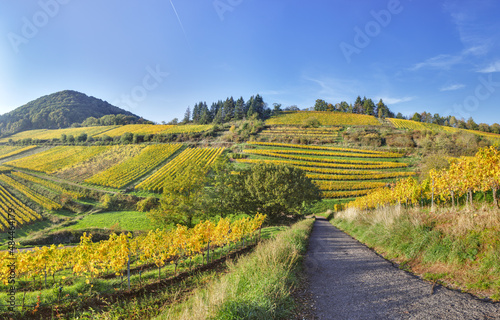 herbstliche Weinberge Südpfalz 