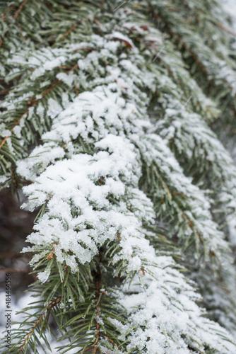 snow covered fir tree