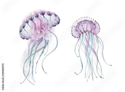Photography Jellyfish marine animal organisms set, hand painted watercolor.