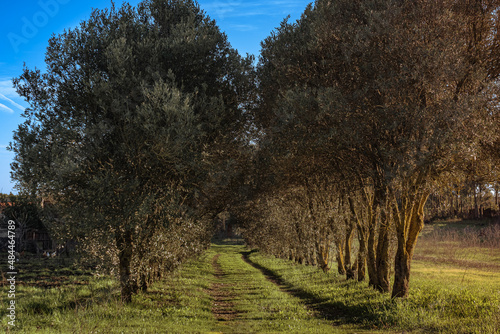 Olive trees in a row. Plantation and blue sky. Italy