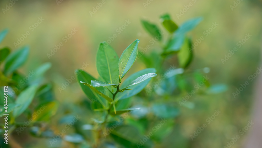 Atalantia monophylla (Kattu Elumichai) is a species of plants in the family Rutaceae. They are woody climbers naturally found in tropical regions. 