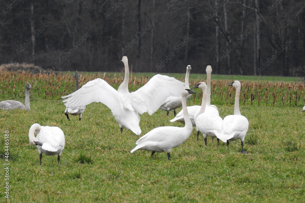 Obraz premium Beautiful trumpeter swans frolicking in a meadow, in the Pacific Northwest, Whidbey Island, Washington State.