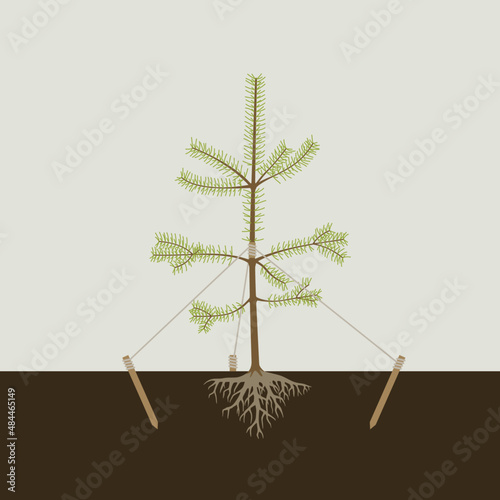 Planting the pine tree in the ground and tying it to stakes.