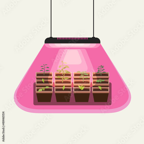 Growing seedlings under a special lamp for the garden. Red spectrum bulb for faster plant growth.