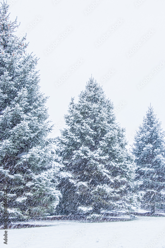 Snowy Winter Evergreens