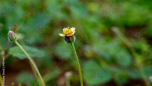Tridax procumbens, commonly known as coatbuttons or tridax daisy, is a species of flowering plant in the daisy family. It is best known as a widespread weed and pest plant. photo