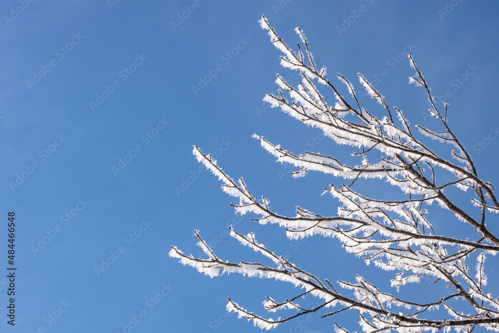 Tree branches in snowy hoarfrost in winter. Tree branches in snowy hoarfrost in winter.
