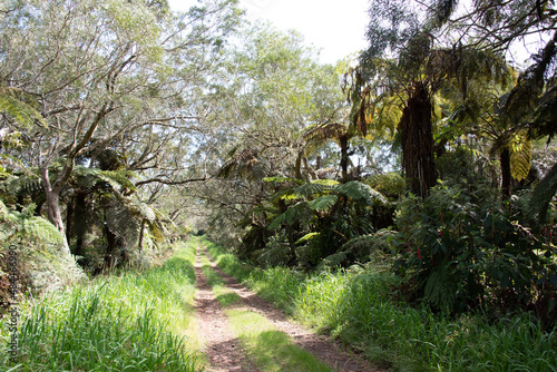 A jungle trail with wooden board in Bebour forest  Trou de Fer  La Reunion  France.