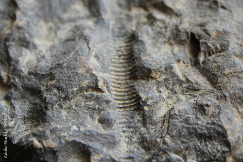 Fossils Imbedded In Scale Rock. 