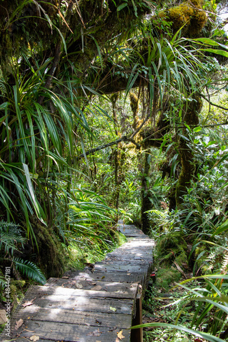 A jungle trail with wooden board in Bebour forest, Trou de Fer, La Reunion, France.