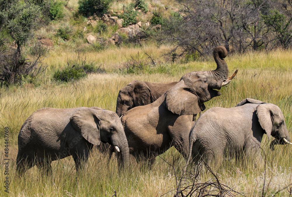 Africa Elephant, Pilanesberg National Park