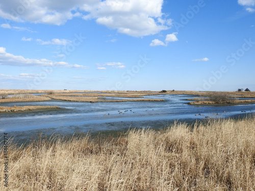 The beautiful wetland scenery of the Edwin B Forsythe National Wildlife Refuge  Galloway  New Jersey