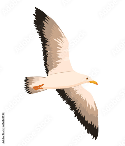 vector illustration of a flying seagull isolated on a white background