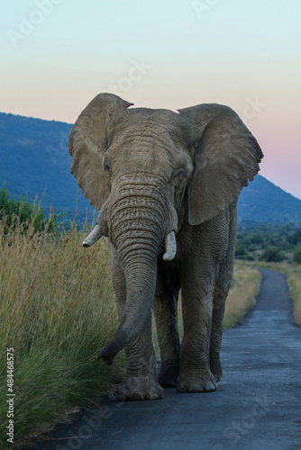 Africa Elephant  Pilanesberg National Park