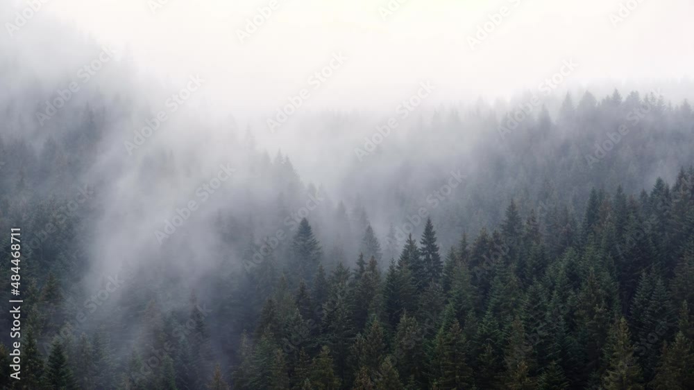 The fog spills over the spruce forest, cold rainy weather. The fog spills over the spruce forest, cold rainy weather.