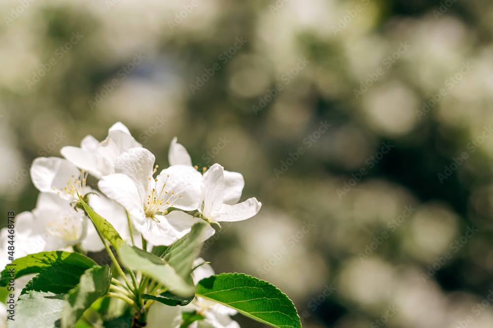 Blooming apple tree close-up.Natural and floral background.Selective focus,copy space. Blooming apple tree close-up.Natural and floral background.Selective focus,copy space.