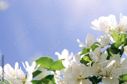 Blooming apple tree on the background of blue sky close-up.Natural and floral background..Selective focus,copy space.