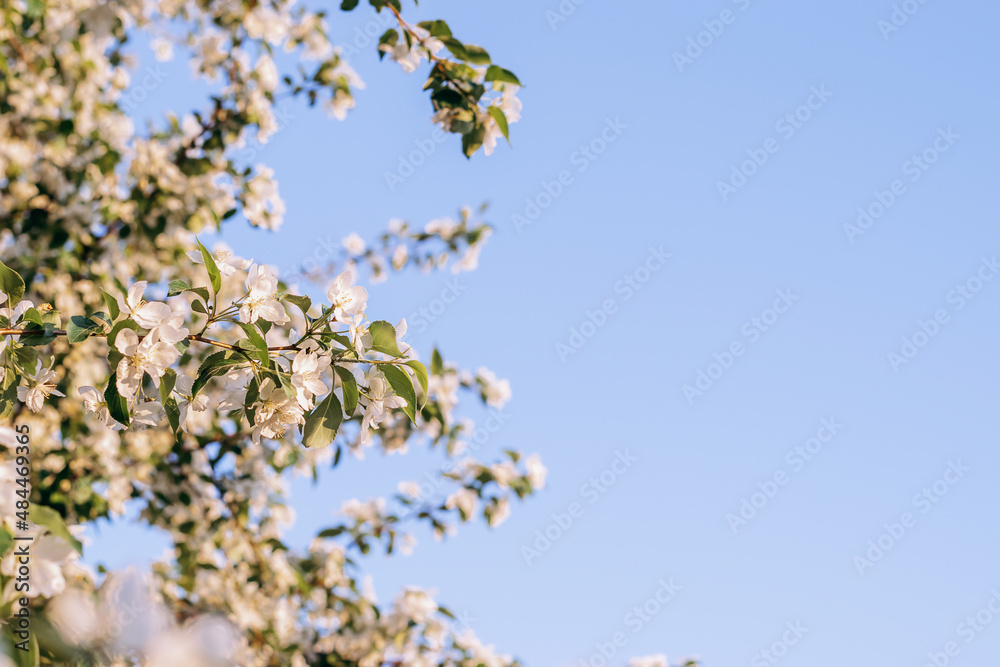Blooming apple tree on the background of blue sky close-up.Natural and floral background..Selective focus,copy space. Blooming apple tree on the background of blue sky close-up.Natural and floral background..Selective focus,copy space.