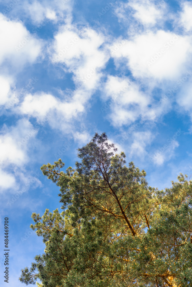 Tall tree and clouds in the sky. Tall tree and clouds in the sky.