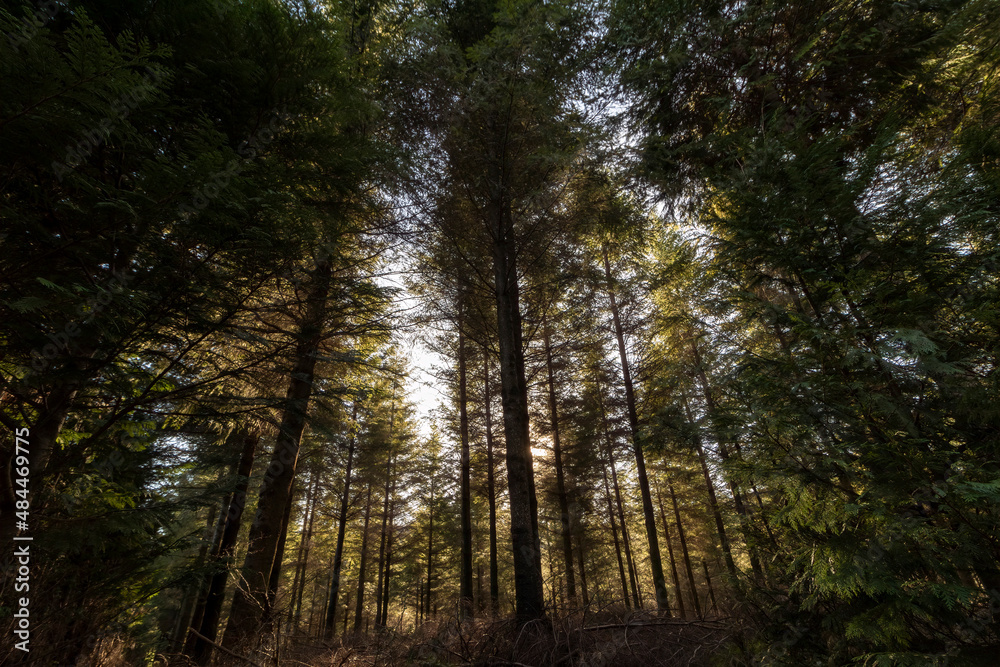 pine forest in the mountains of the basque country pine forest in the mountains of the basque country