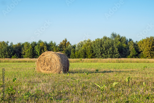 Bale of hay on a mowed field against a background of trees and blue sky. Stockpiling hay for the winter to feed cattle.
