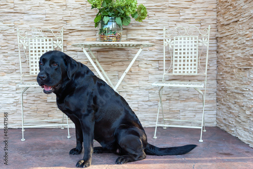 A large, black, labrador sits near the garden house.