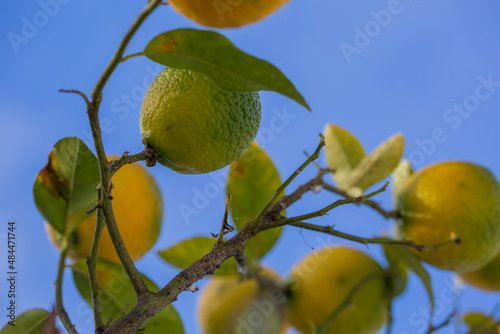 Oranges hanging from an orange tree against a blue sky