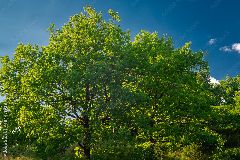 Tree with green leaves and blue sky.
