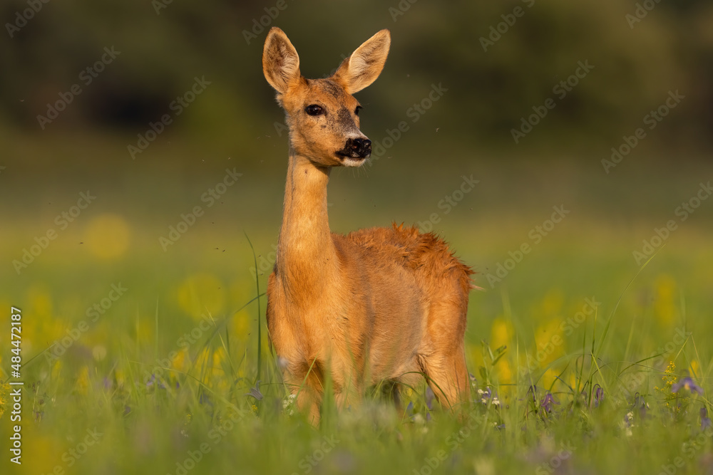 Roe deer, capreolus capreolus, female standing on bloom meadow in summer. Wild doe observing on blossom glade in summertime. Brown mammal looking on grassland.