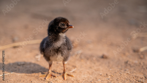 Hen. Indian breed (nattu koli) new hen. new small chicken and egg. photo