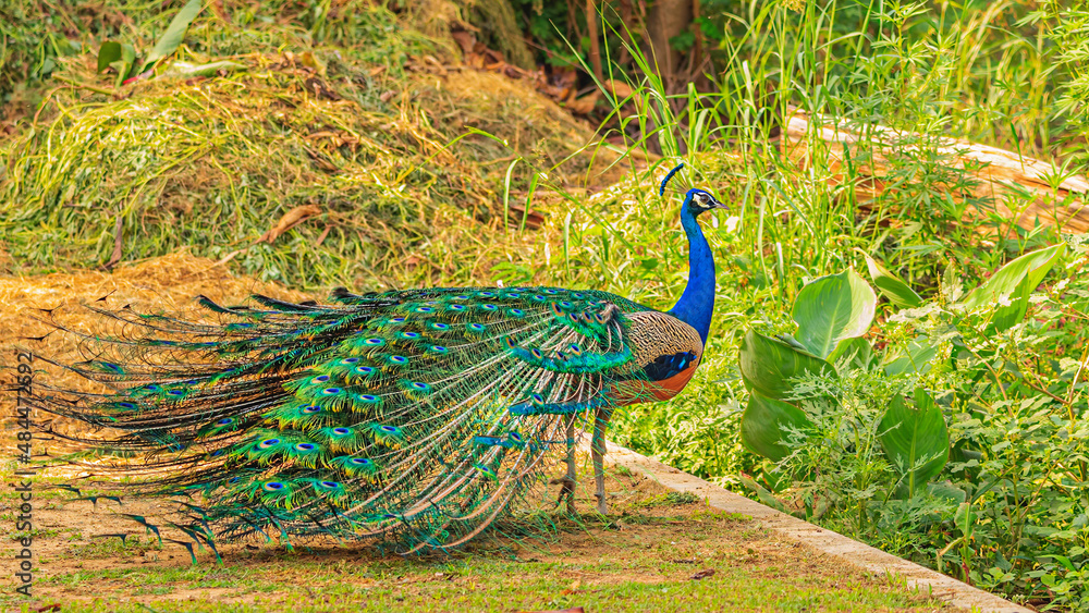 Obraz premium Exhibition of colorful feathers by peacock