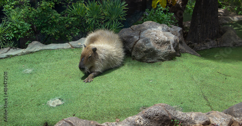 Biggest rat in the world
