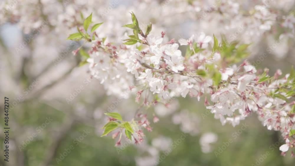 桜のイメージ映像(ナチュラル) 桜のイメージ映像(ナチュラル)