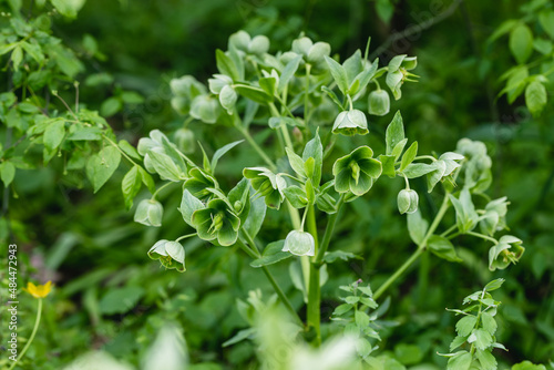 Helleborus foetidus grows and blooms in the garden in spring photo