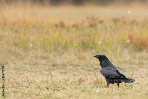 Common raven, corvus corax, sitting on dry ground in autumn nature. Black crow resting on field in fall with copy space. Dark bird looking on glade with space for text.