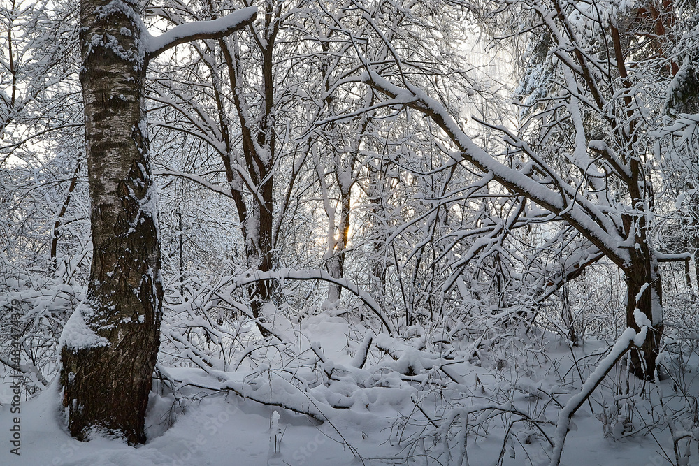 Forest covered with white snow on a cold winter day