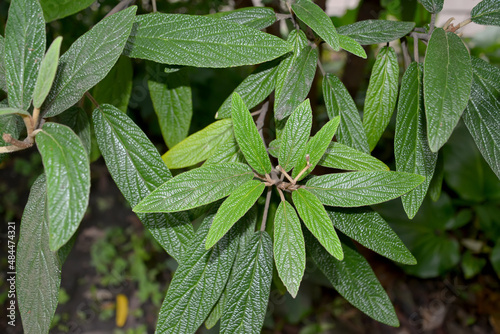 Wrinkled potassium (Viburnum rhytidophyllum Hemsl.). Branches with leaves photo