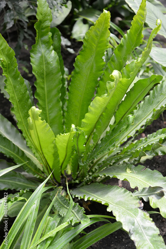 Common fern leaf (Asplenium scolopendrium (L.) Newman) photo