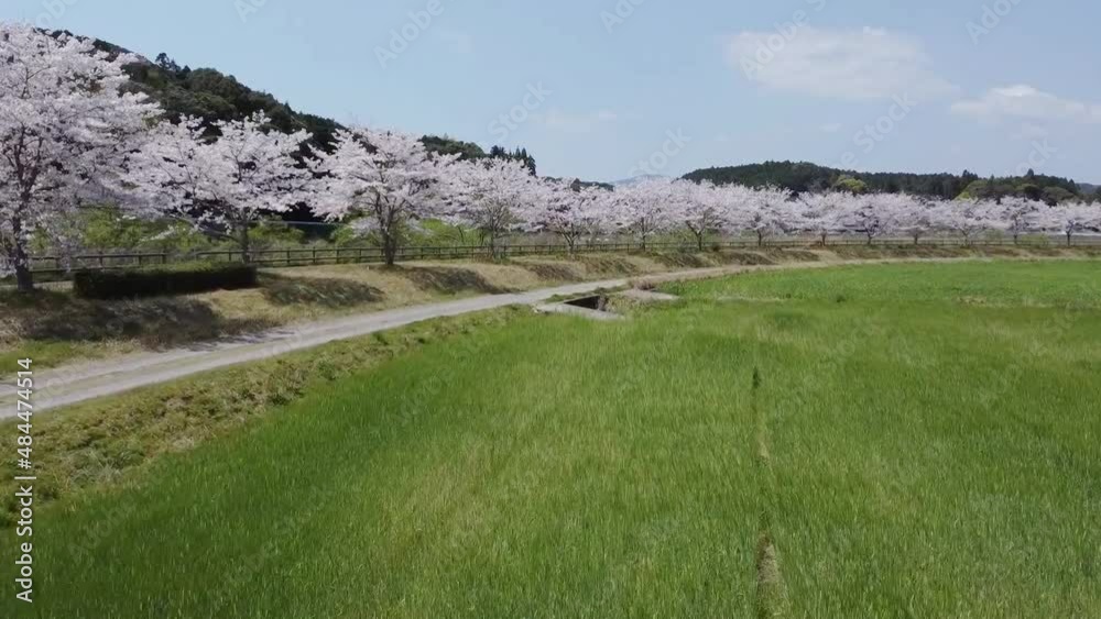 川沿いの桜並木のドローン映像